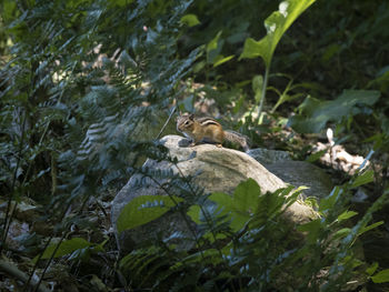 View of an animal on rock