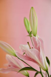 Close-up of pink lily plant