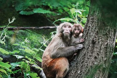 Monkey sitting in forest