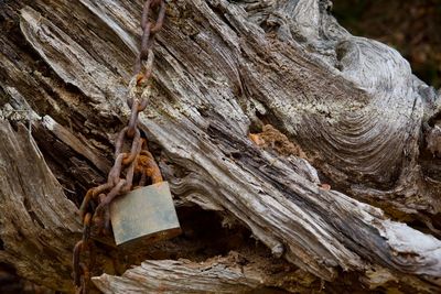 Low angle view of wood hanging on tree trunk