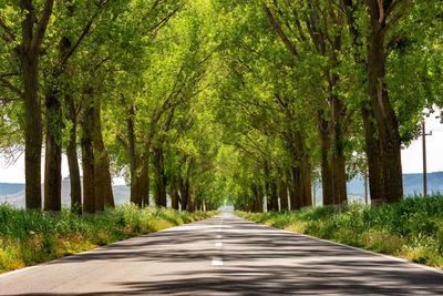 Road amidst trees in forest