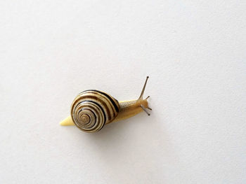 Close-up of snail on wall