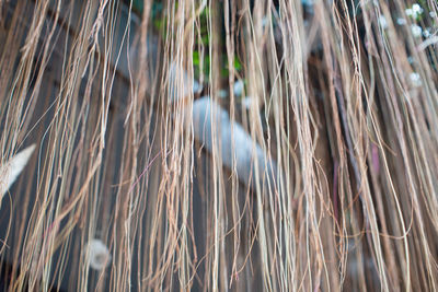 Full frame shot of bamboo plants on field