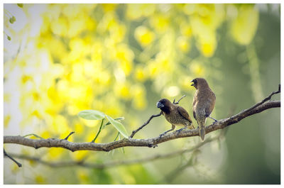 Bird perching on a branch