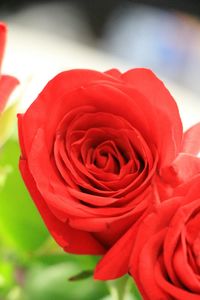 Close-up of red rose blooming outdoors