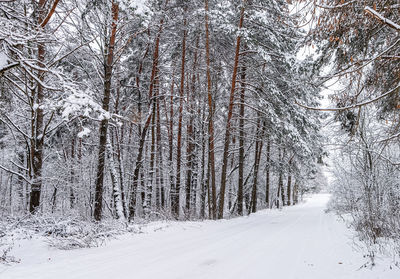 Trees on snow covered landscape