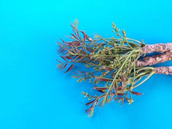 Plant in sea against blue sky