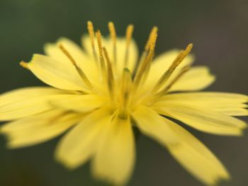 Close-up of yellow flower blooming outdoors