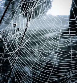 spider web