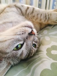 Close-up portrait of cat lying on bed