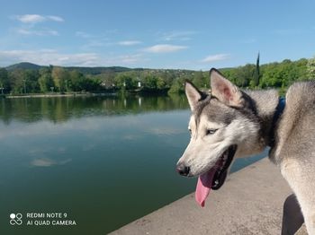 High angle view of dog on lake against sky