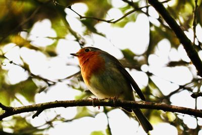 Low angle view of bird perching on branch