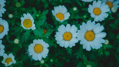 Close-up of white daisy flowers