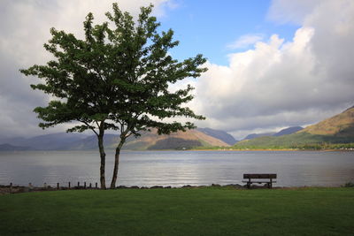 Trees on grassy field against lake