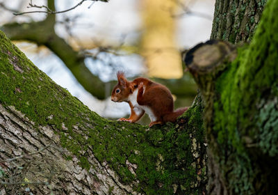 Squirrel on tree trunk