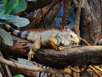 Close-up of lizard on tree
