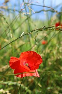 Close-up of red poppy flower on field