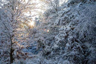 Snow covered land and trees during winter