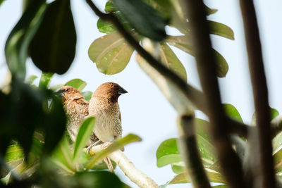 Low angle view of bird perching on tree