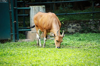 Horse grazing on field