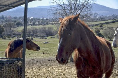 Horse standing in ranch