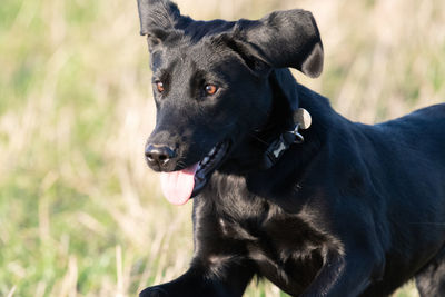 Close up portrait of a cute black labrador puppy running through a field