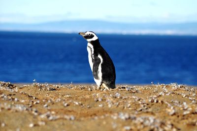 Full length of a bird on beach