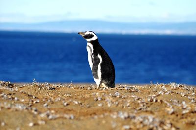 Penguin on isla magdalena, chile