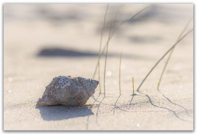 Close-up of lizard on sand at beach