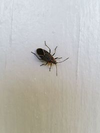 Close-up of spider on white surface