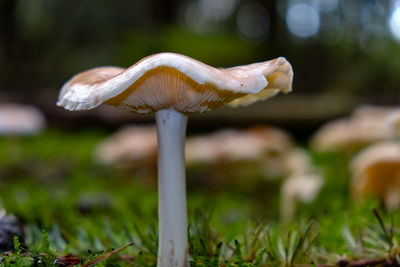 Close-up of mushroom on grass