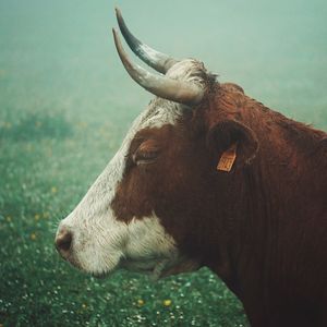 Close-up of a horse on field