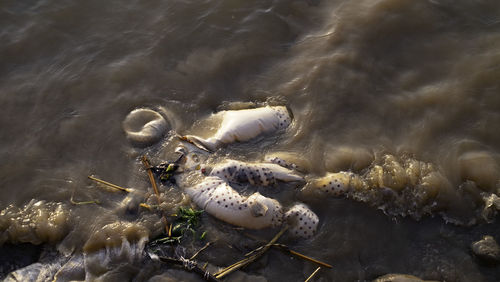 Close-up of insect on sea shore