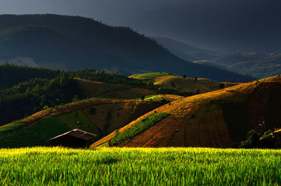 Scenic view of field against sky