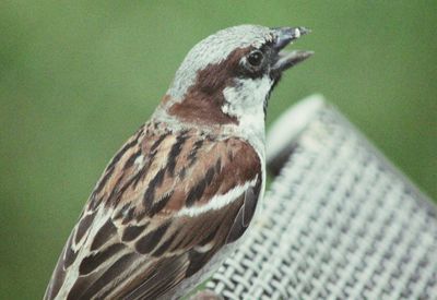 Close-up of owl perching on green leaf
