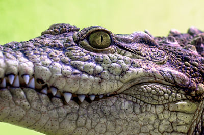 Close-up of crocodile