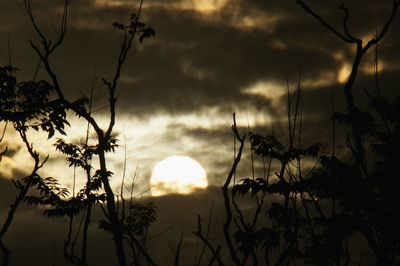 Silhouette plants against sky during sunset