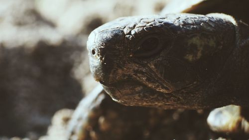 Close-up of snake