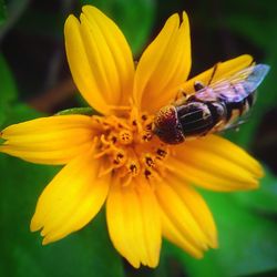 Close-up of yellow flower