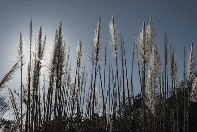 Low angle view of stalks in field against clear sky