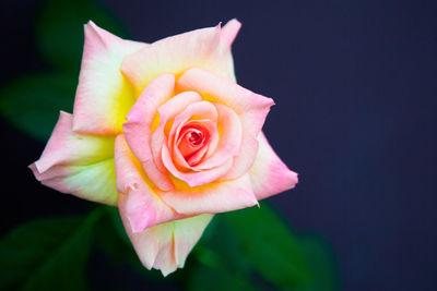 Close-up of pink rose