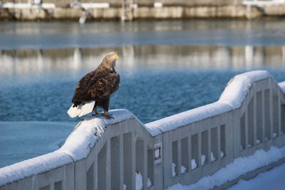 Bird perching on railing