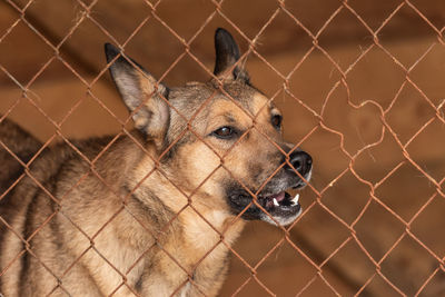 Close-up of a dog looking through chainlink fence