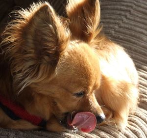 Close-up of dog sleeping