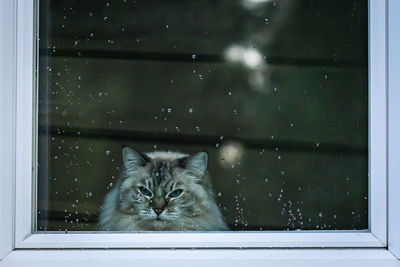 Portrait of cat at sitting on window