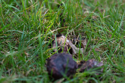 High angle view of bird perching on grass