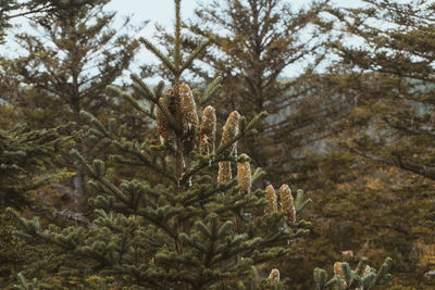 Close-up of pine tree in forest