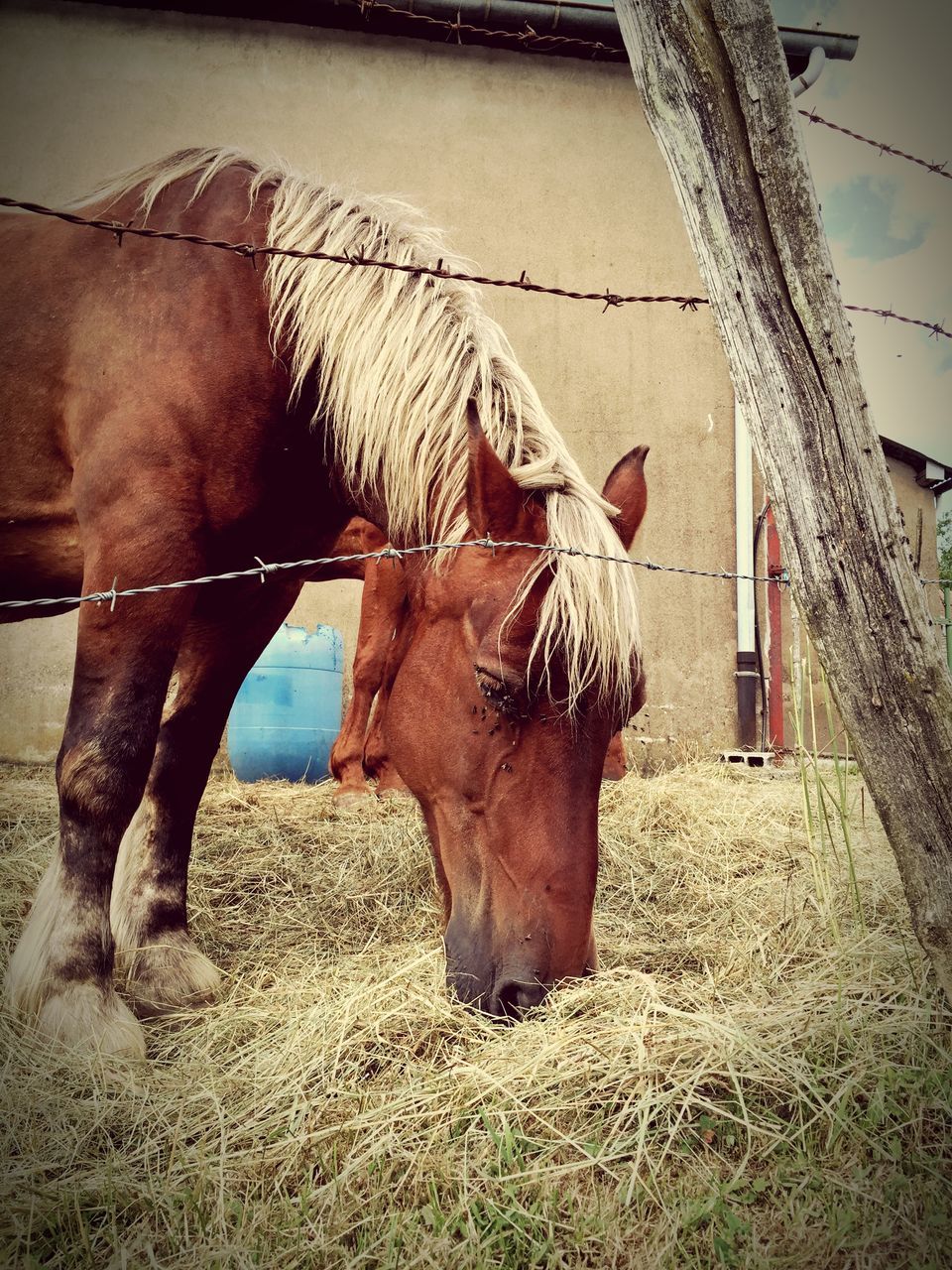 built structure, architecture, building exterior, horse, domestic animals, livestock, animal themes, standing, mammal, house, day, field, sky, outdoors, one animal, sunlight, grass, herbivorous