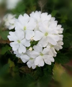 Close-up of white flowers blooming outdoors