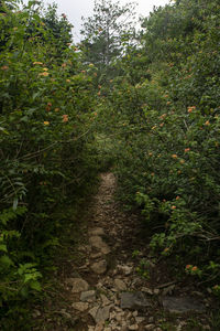 Trees growing in forest